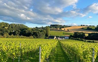 White Castle Vineyard