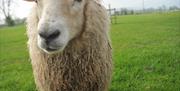 Humble by Nature is a working farm with sheep