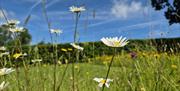 Close up image of wildflowers in the chapel grounds. Daisy in the foreground, more flowers and grass are behind. The background with hedge and blue sk