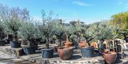 Millbrook Garden Centre near Monmouth  plants in and olive trees