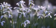 Snowdrops