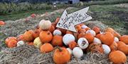 Pumpkin Patch pile with sign- cutest pumpkin in the patch