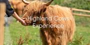 Lower House Farm highland cow