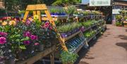 Millbrook Garden Centre near Monmouth  plants outside