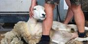 Learn to shear at Humble by Nature