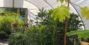 Millbrook Garden Centre near Monmouth  plants in greenhouse
