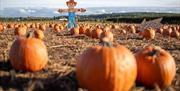 pumpkin patch field with pumpkins