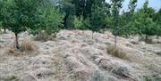 Abergavenny Community Orchard