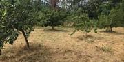 Abergavenny Community Orchard