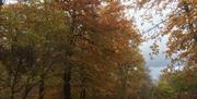 Stunning woodlands view in monmouthshire  -autumn colours of brown and red leaves