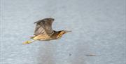 Bittern - Image credit: Liv Davies