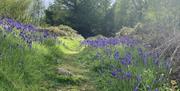 Bluebells at Buckholt Wood