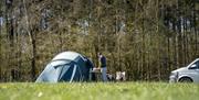Bracelands campsite, grass and woodlands with green trees and tents