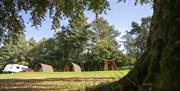 Bracelands campsite, grass and woodlands with green trees and glamping pods