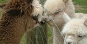 Amazing Alpacas