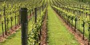 White Castle Vineyard