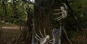 Pumpkin hunt scary woods spiders and webs