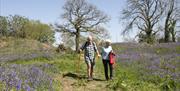 couple enjoy walking through  Coed Y Bwnydd Hill Fort & Woodlands with bluebells
