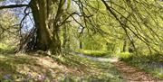 Coed Y Bwnydd Hill Fort & Woodlands - large tree with sunlight through branches and bluebells on woodland floor