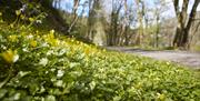 Wye Valley Walk