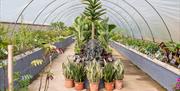 Millbrook Garden Centre inside polly tunnel with exotic plants