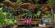 Millbrook Garden Centre shop with plants in monmouthshire