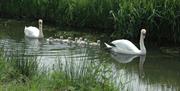 Magor Marsh