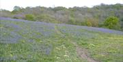 Miskeys Meadow at Springdale  (Tim Green)