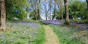 National Trust - Path through Coed-y-Bwnydd bluebells