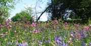 National Trust Coed-y-Bwnydd bluebells