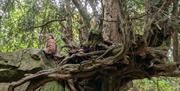 Ancient Yew Tree