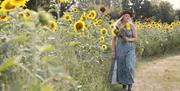 sunflower field in raglan monmouthshire with lady walking in pretty dress with sunflowers in her hands