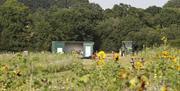 Parc Y Deri's Sunflower Patch near raglan fields of flowers and sunflowers and shed in field