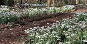 Path through snowdrops