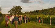 White Castle Vineyard