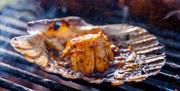 Roasting Welsh scallops over open flames