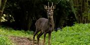 Roe Deer Buck, Rogiet Poorlands (Conrad Petersen)