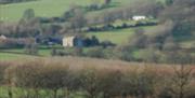 Black Welsh Lamb