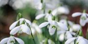 Snowdrops NGS