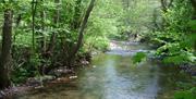 Strawberry Cottage Wood stream (Gabi Horup)