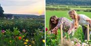 flower fields in monmouthshire as people pick and enjoy the flowers