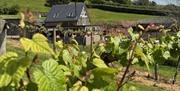 Sugar Loaf Vineyards vines and building in abergavenny countryside