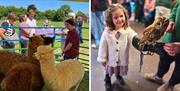 three alpacas in a pen with visitors; a little girl holds an owl on her arm.