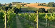 White Castle Vineyard