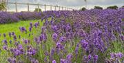 @parcgracedieufarm Lavender