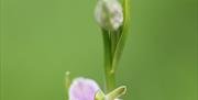 bee orchid on Dixton embankment Monmouth (Chris Deeney)