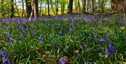 Bluebells at Goytre Hall Wood