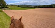 horse in a field taken from horse back looking between horses ears in Usk Monmouthshire