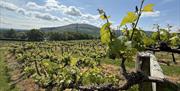Sugar Loaf Vineyards in abergavenny countryside
