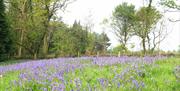 lower minnetts field spring 2019 (hugh gregory)